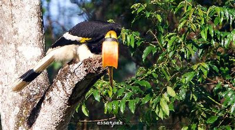 Great Hornbill