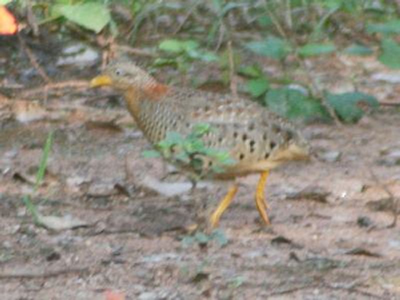 Yellow legged Buttonquail