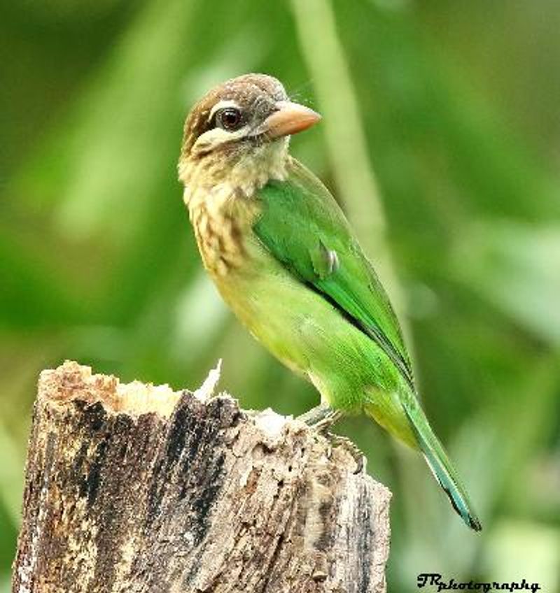 White cheeked Barbet