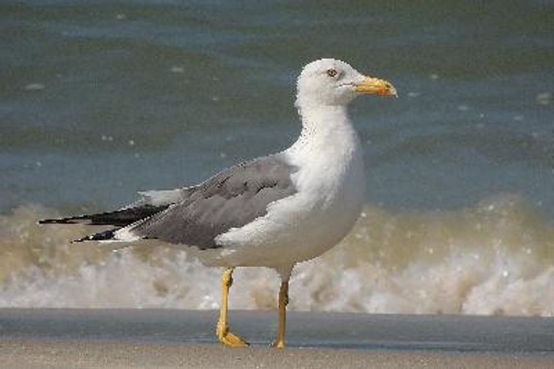 Steppe Gull