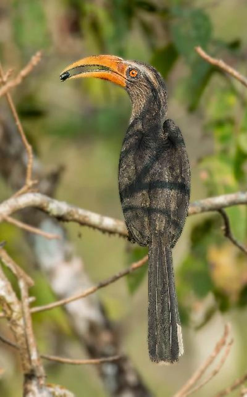 Malabar Grey Hornbill