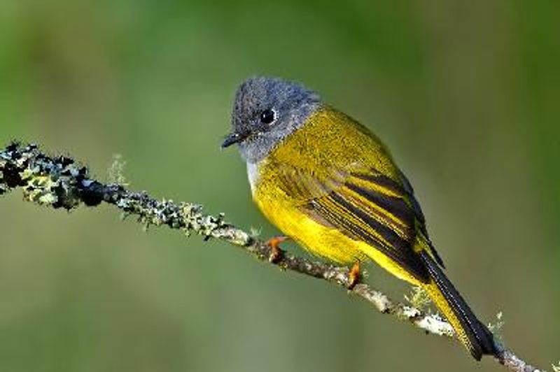 Grey headed Canary flycatcher