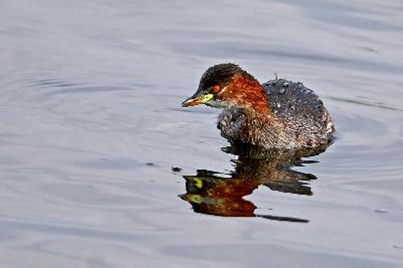 Little Grebe