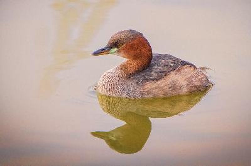 Little Grebe