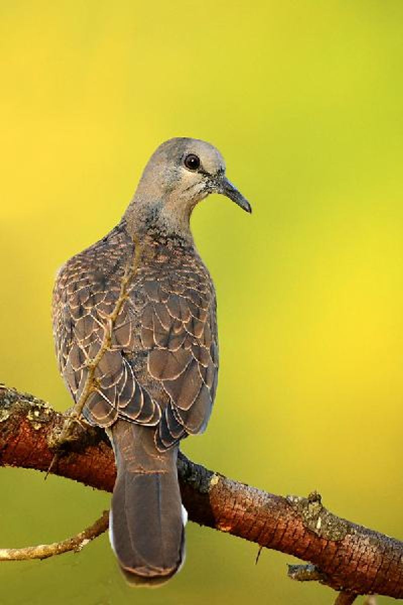 Spotted Dove