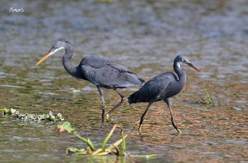 Western Reef Egret