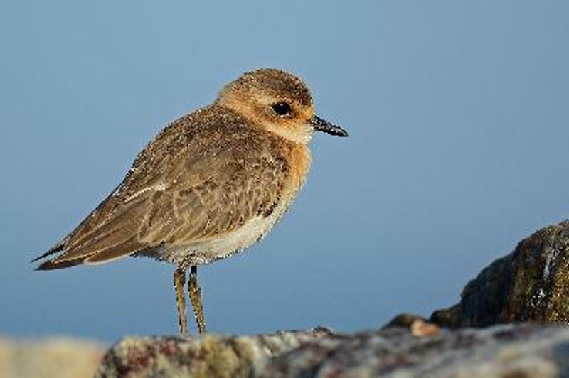 Lesser Sand Plover