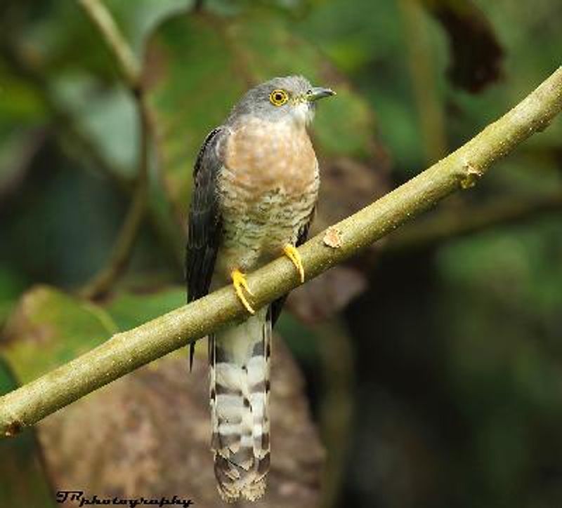 Common Hawk Cuckoo