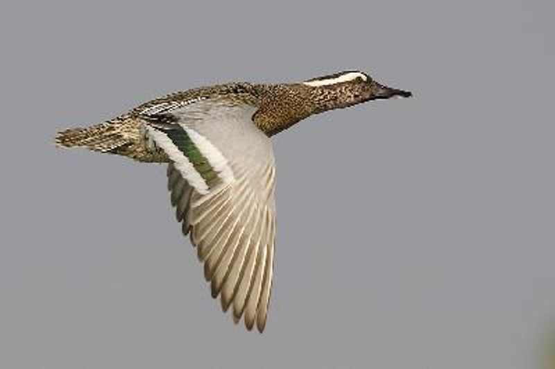 Garganey