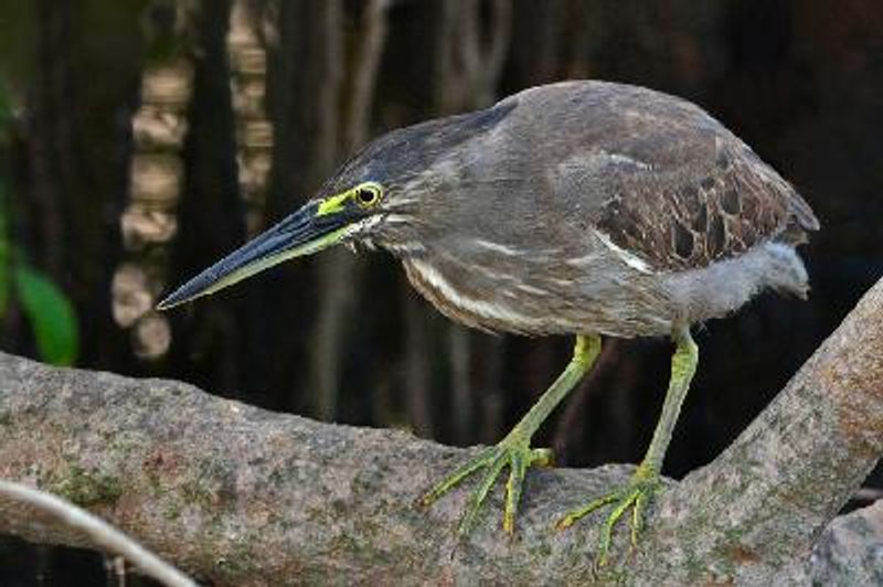 Striated Heron