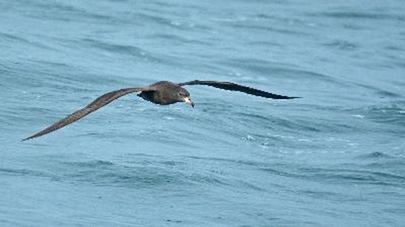 Flesh footed Shearwater