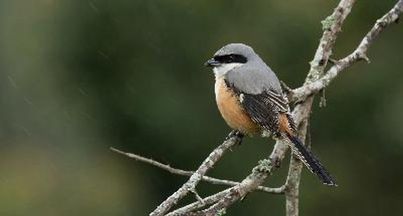 Long tailed Shrike