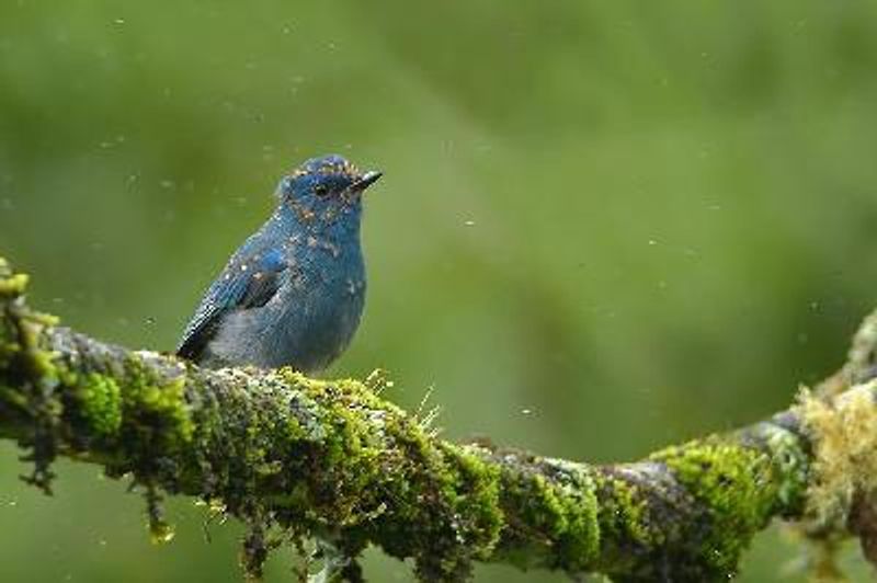 Nilgiri Flycatcher