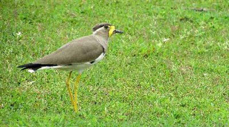 Yellow wattled Lapwing