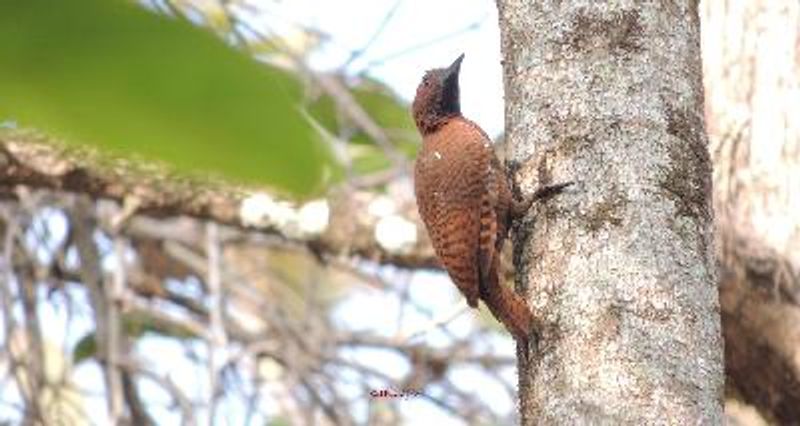 Rufous Woodpecker