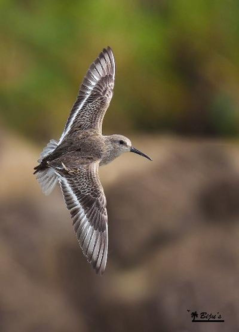 Dunlin