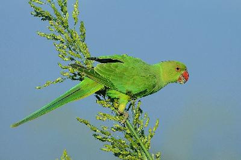 Rose ringed Parakeet