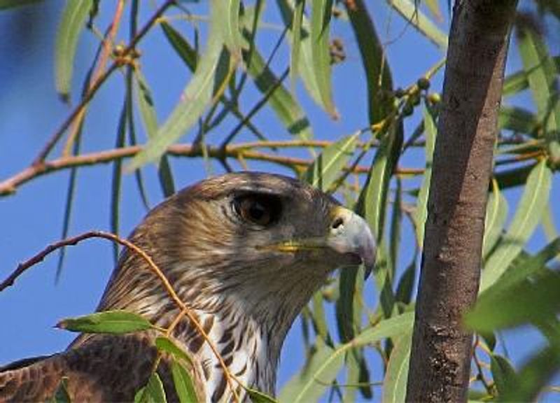 Bonelli's Eagle