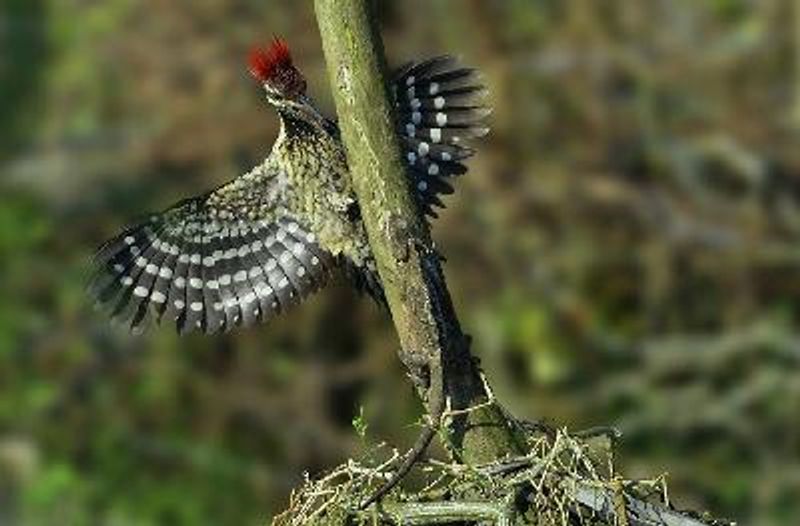 Black rumped Flameback