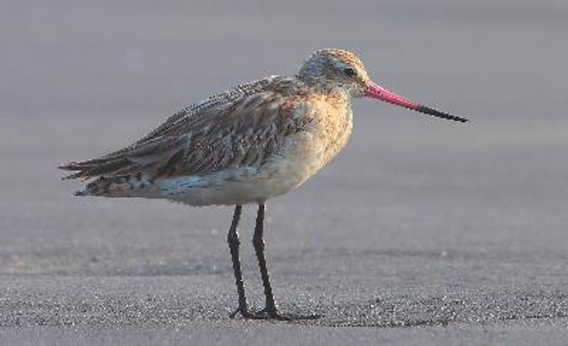 Bar tailed Godwit
