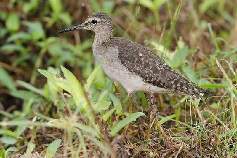 Wood Sandpiper