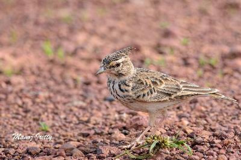 Malabar Lark