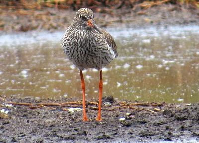 Spotted Redshank
