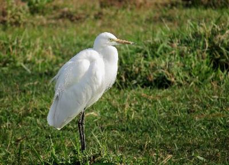 Intermediate Egret