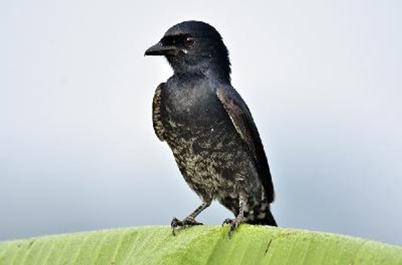 Black Drongo