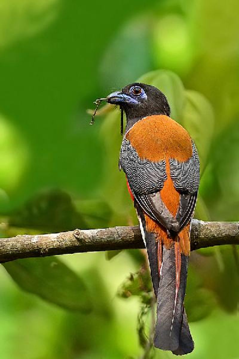 Malabar Trogon