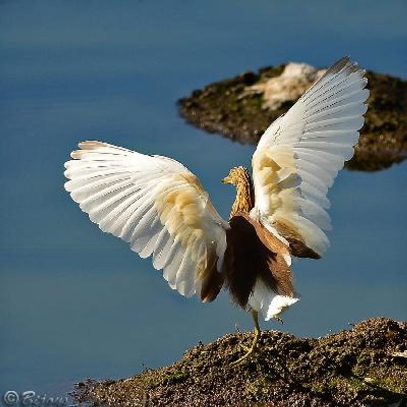 Indian Pond Heron