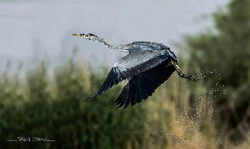 Grey Heron