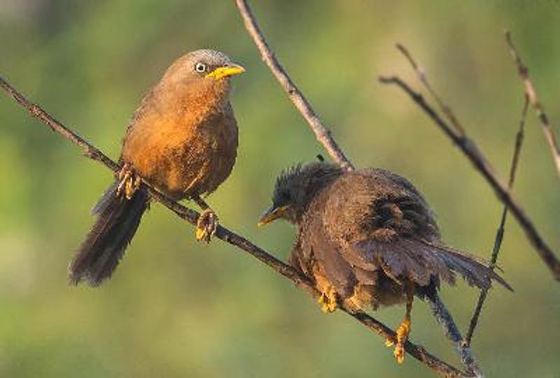 Rufous Babbler