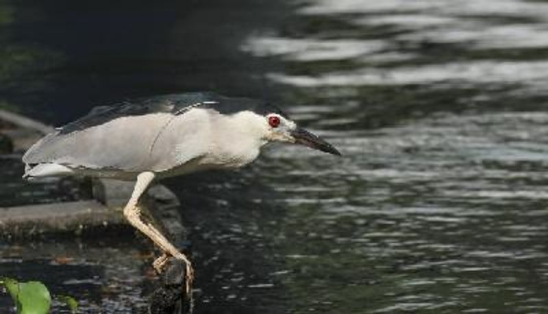 Black crowned Night Heron
