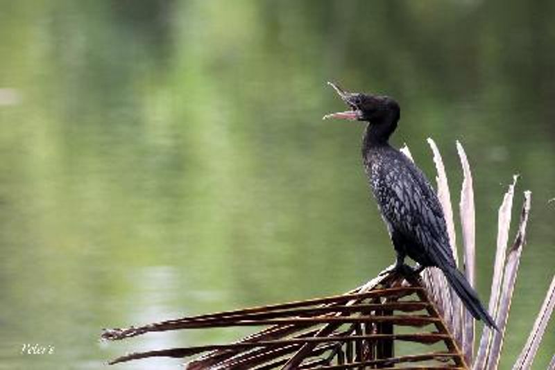 Little Cormorant