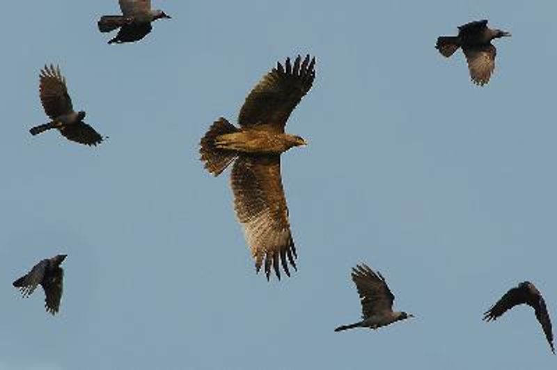 Indian Spotted Eagle