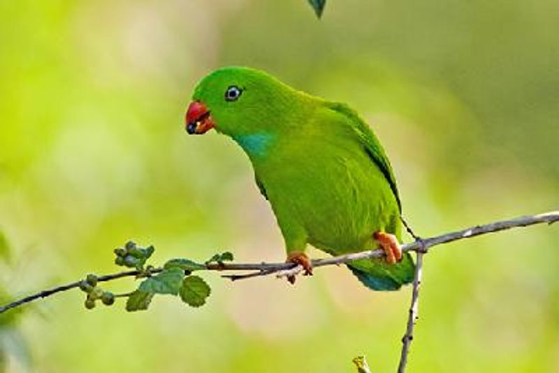 Vernal Hanging Parrot