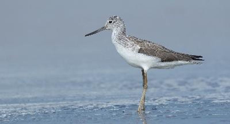 Common Greenshank