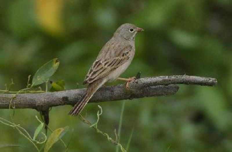Grey necked Bunting