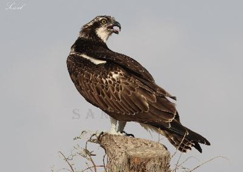 Osprey