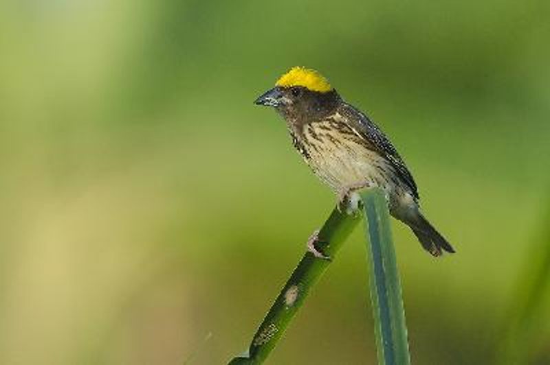 Streaked Weaver