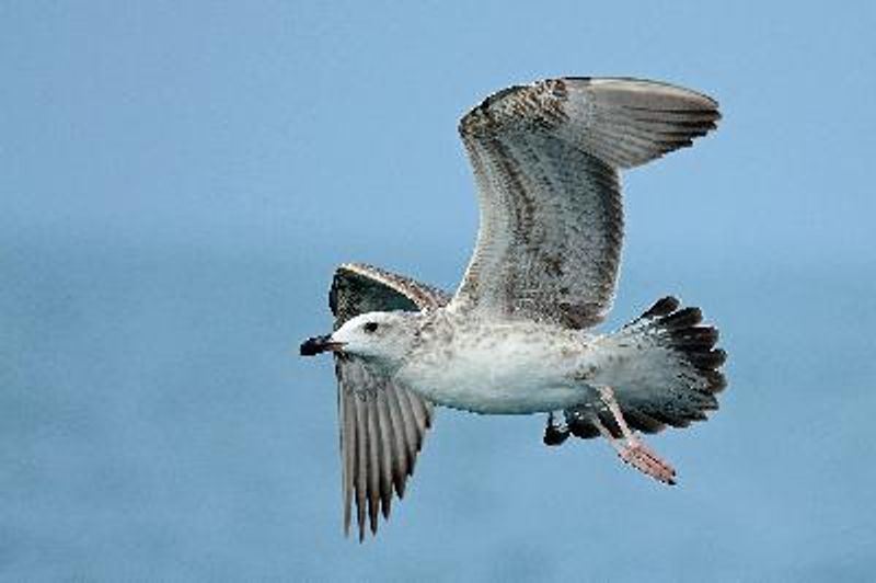 Lesser Black backed Gull