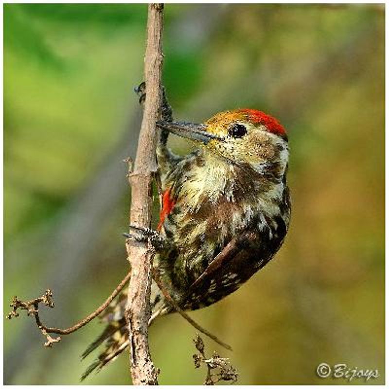 Yellow crowned Woodpecker