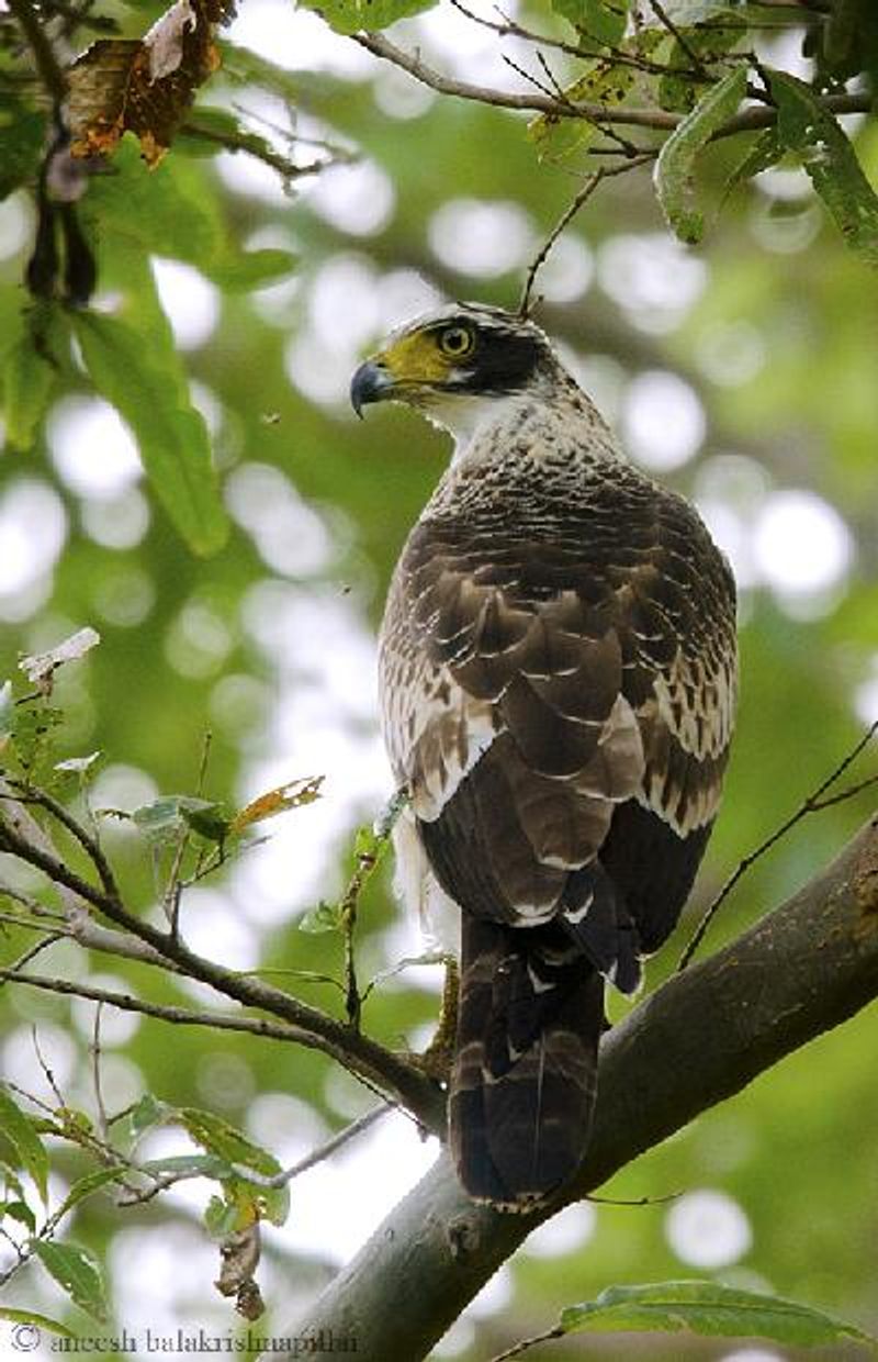 Crested Serpent Eagle