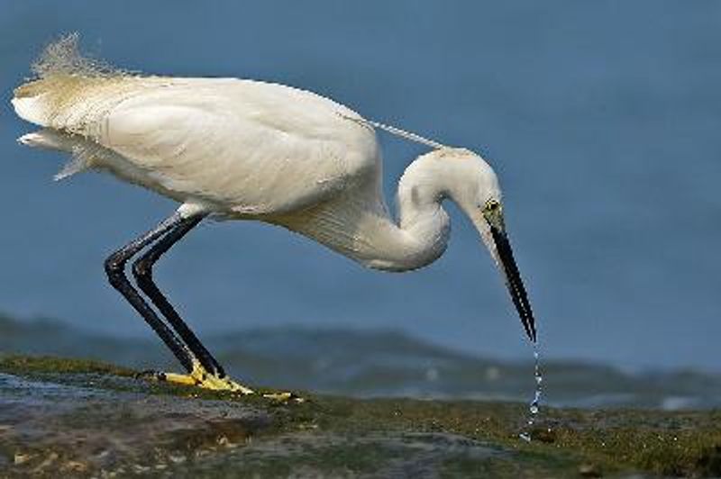 Little Egret