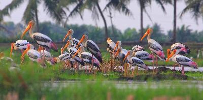 Painted Stork