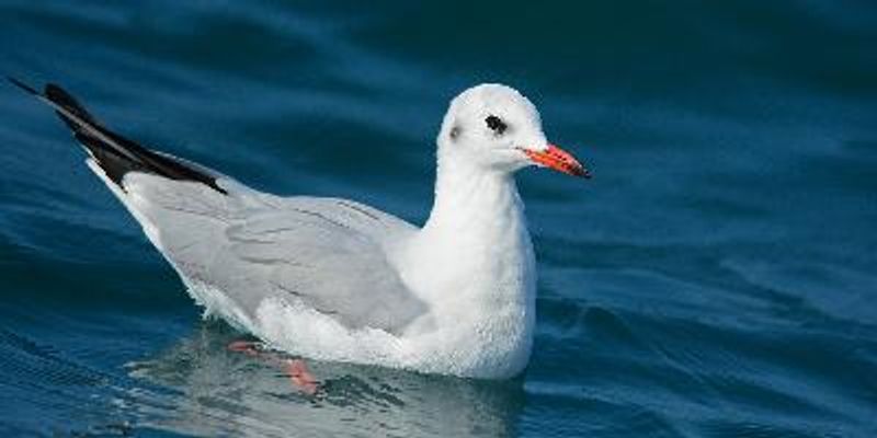 Black headed Gull