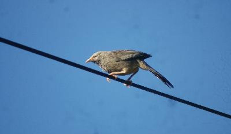 Yellow billed Babbler