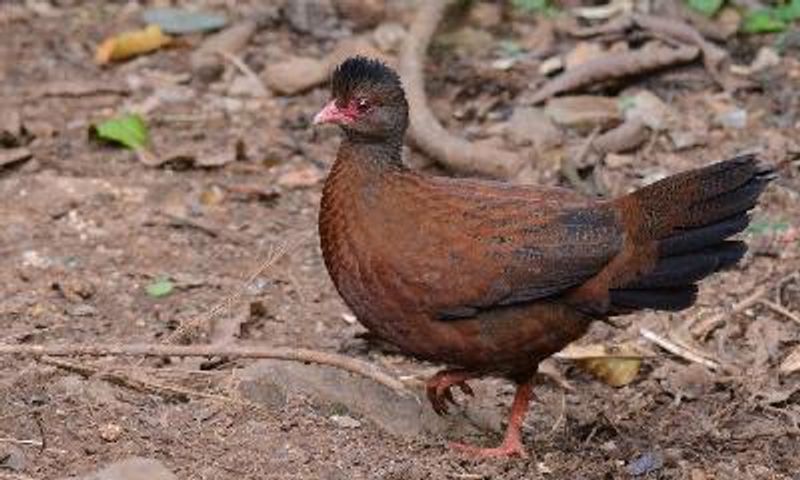 Red Spurfowl
