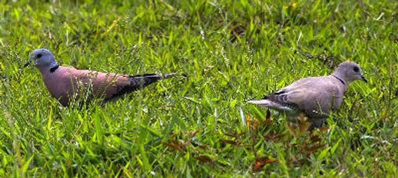 Red Collared Dove